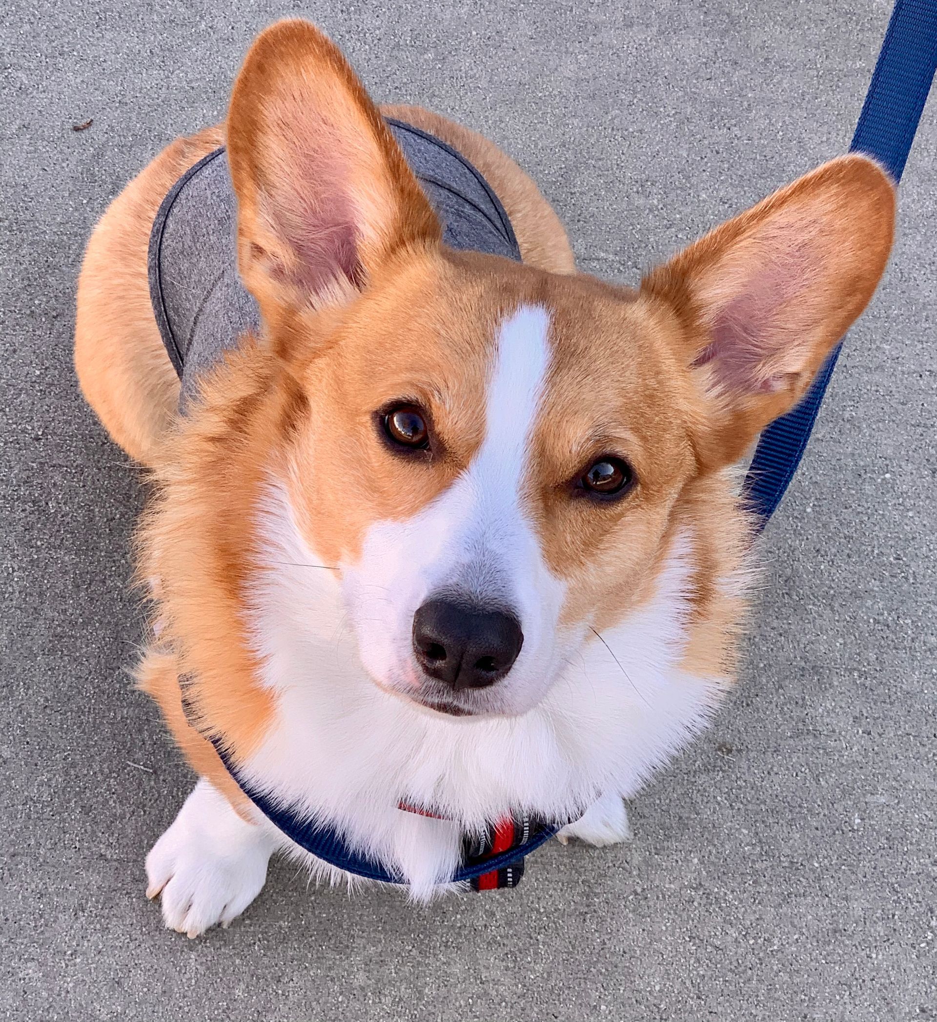 Corgi dog with brown and white fur looking up, wearing a blue harness, leash attached.
