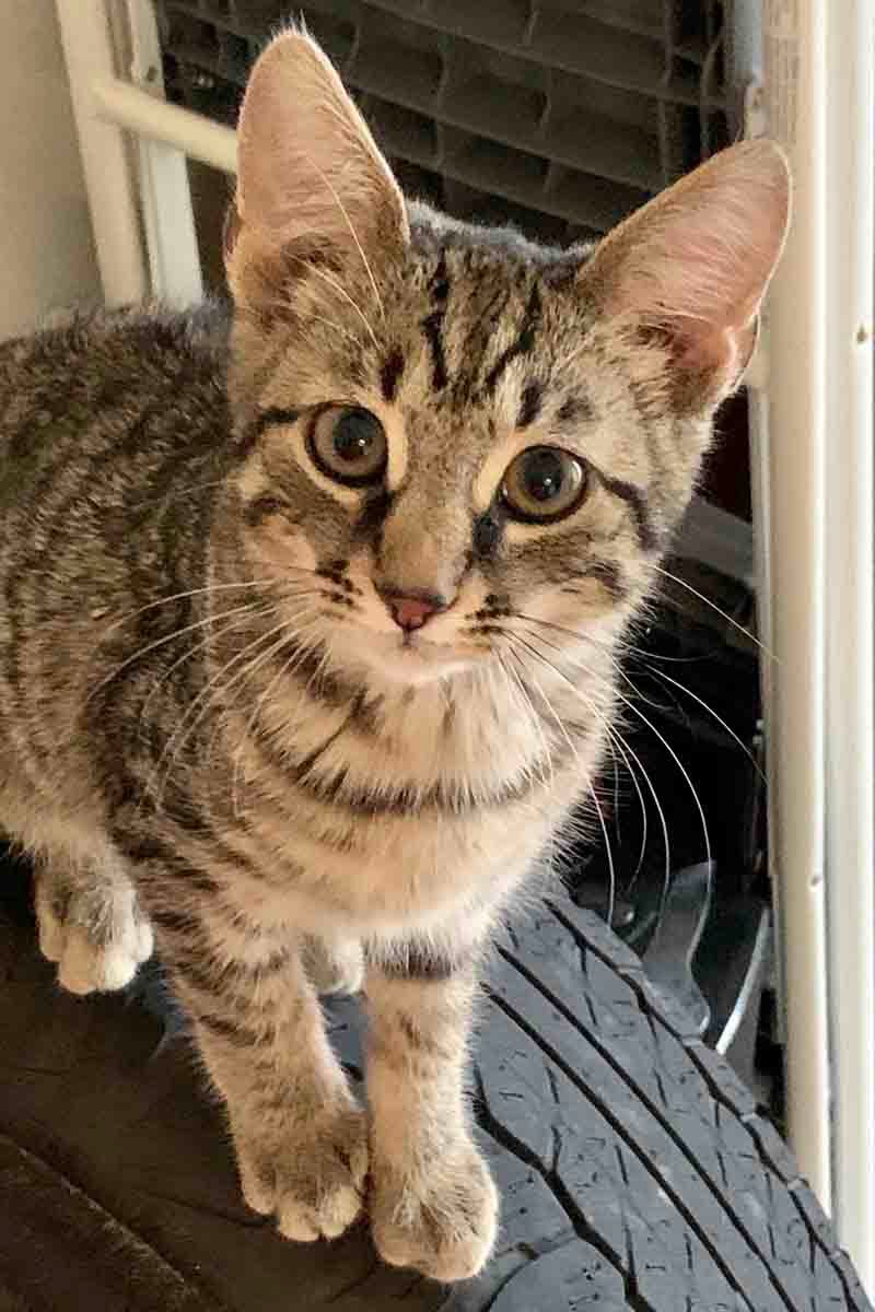 Tabby kitten with large eyes on a tire, indoors.