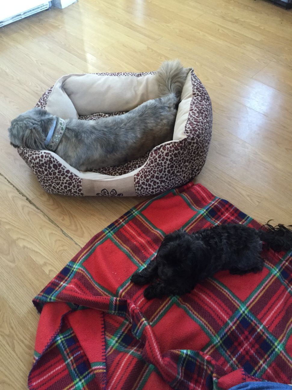 Two dogs: one gray in a leopard-print bed, one black on a red plaid blanket on wooden floor.