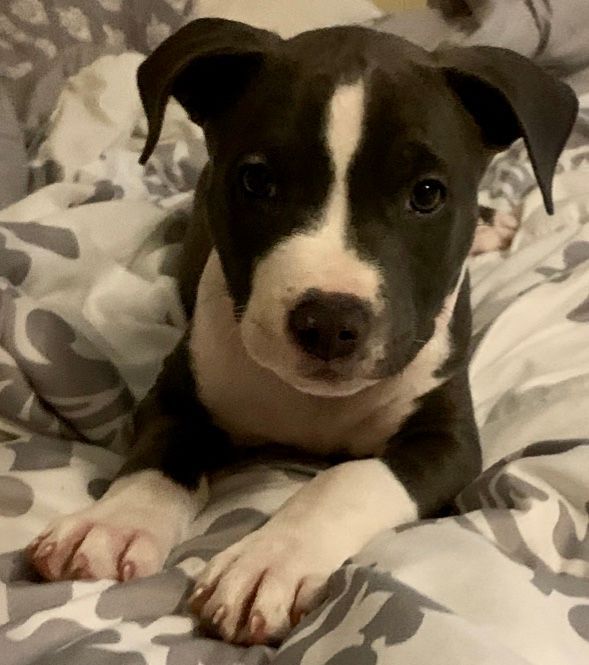 A puppy with gray and white fur lying on a patterned bed, looking at the camera.