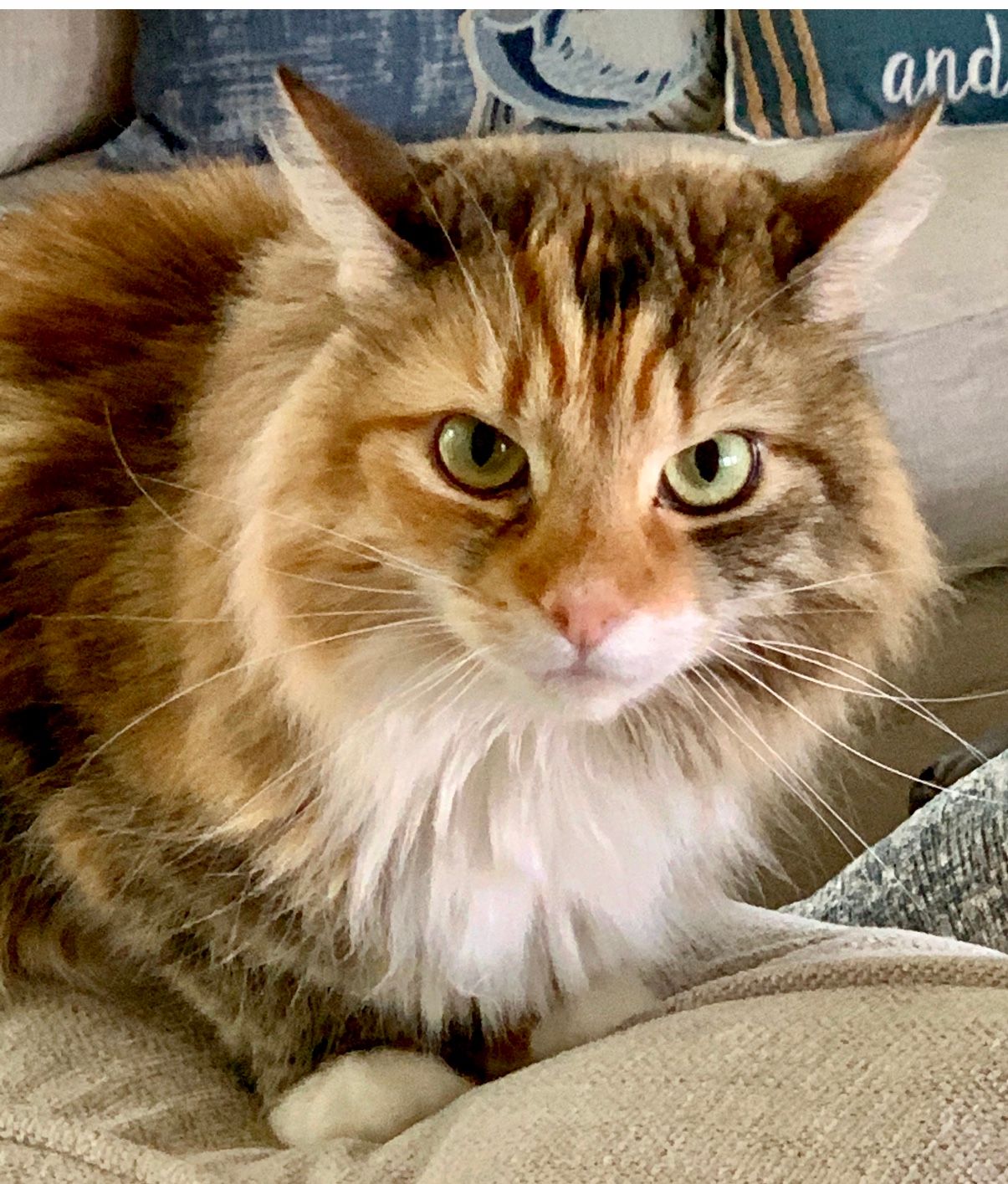 A long-haired cat with golden and brown fur, white chest, and green eyes, sitting on a couch.