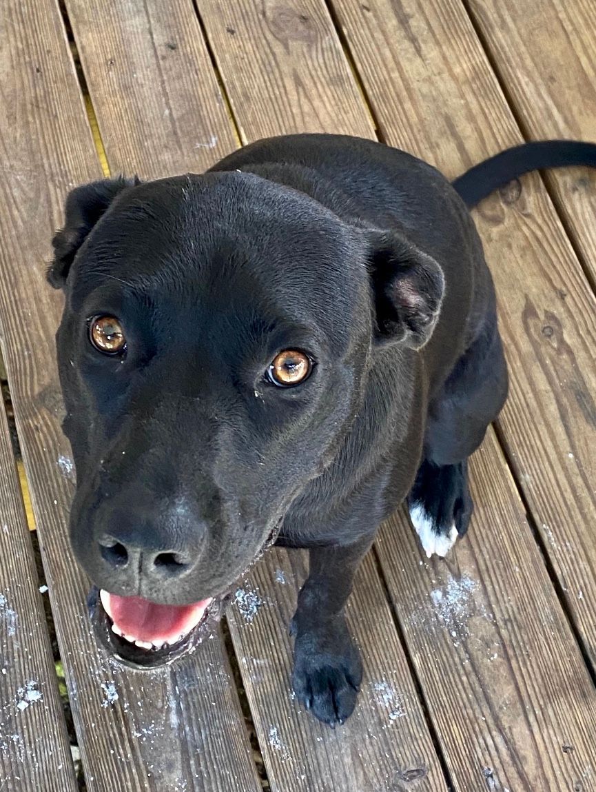 Black dog with brown eyes and white paw sits on wooden deck, looking up and smiling.