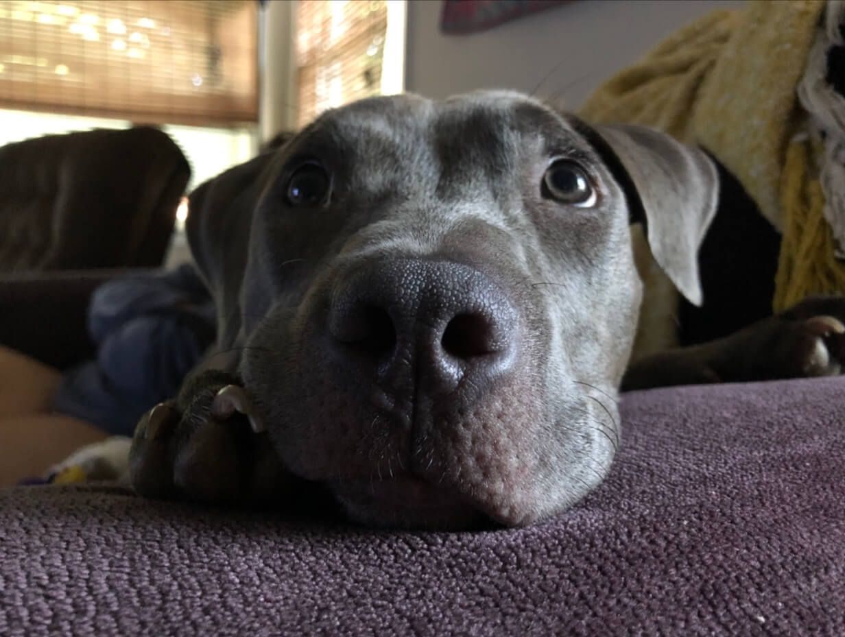 Gray pit bull with big eyes and nose resting on a purple couch, looking at the camera.