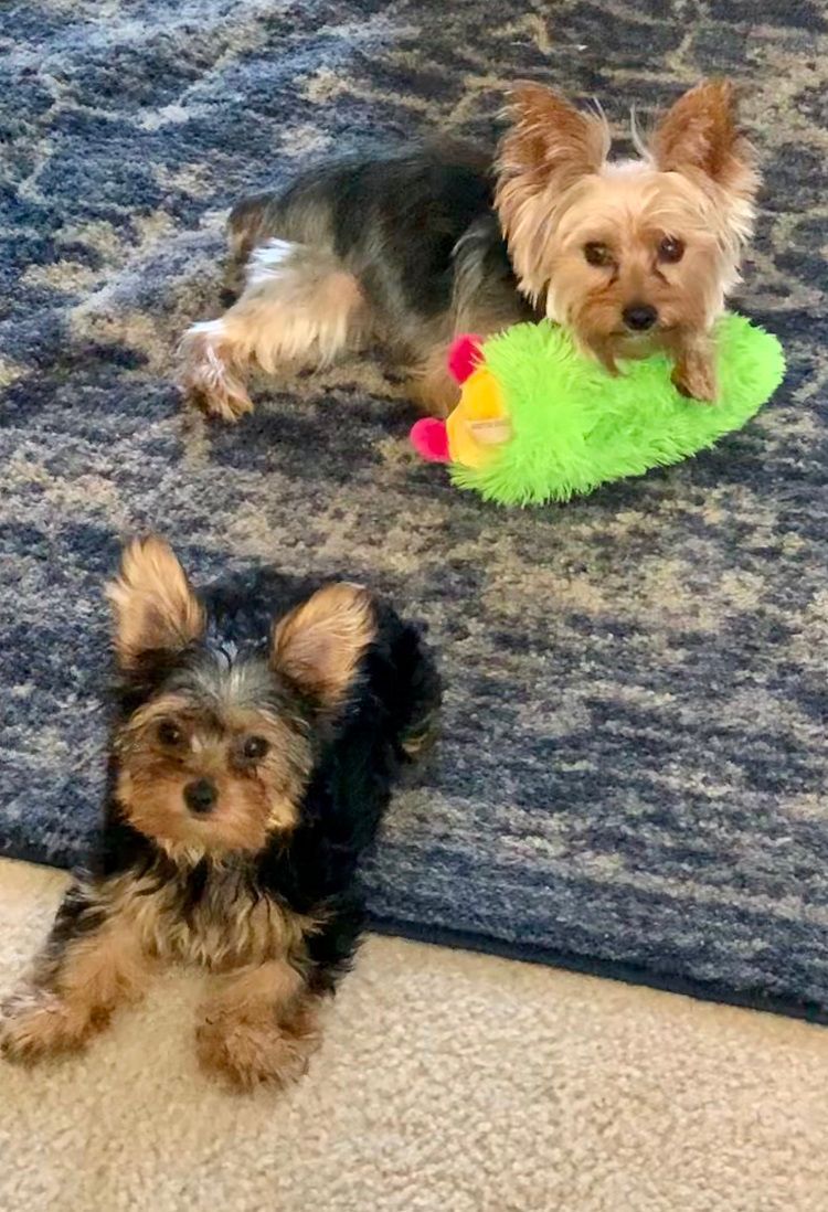 Two Yorkies on a rug: one with a green toy, the other looking towards the camera.
