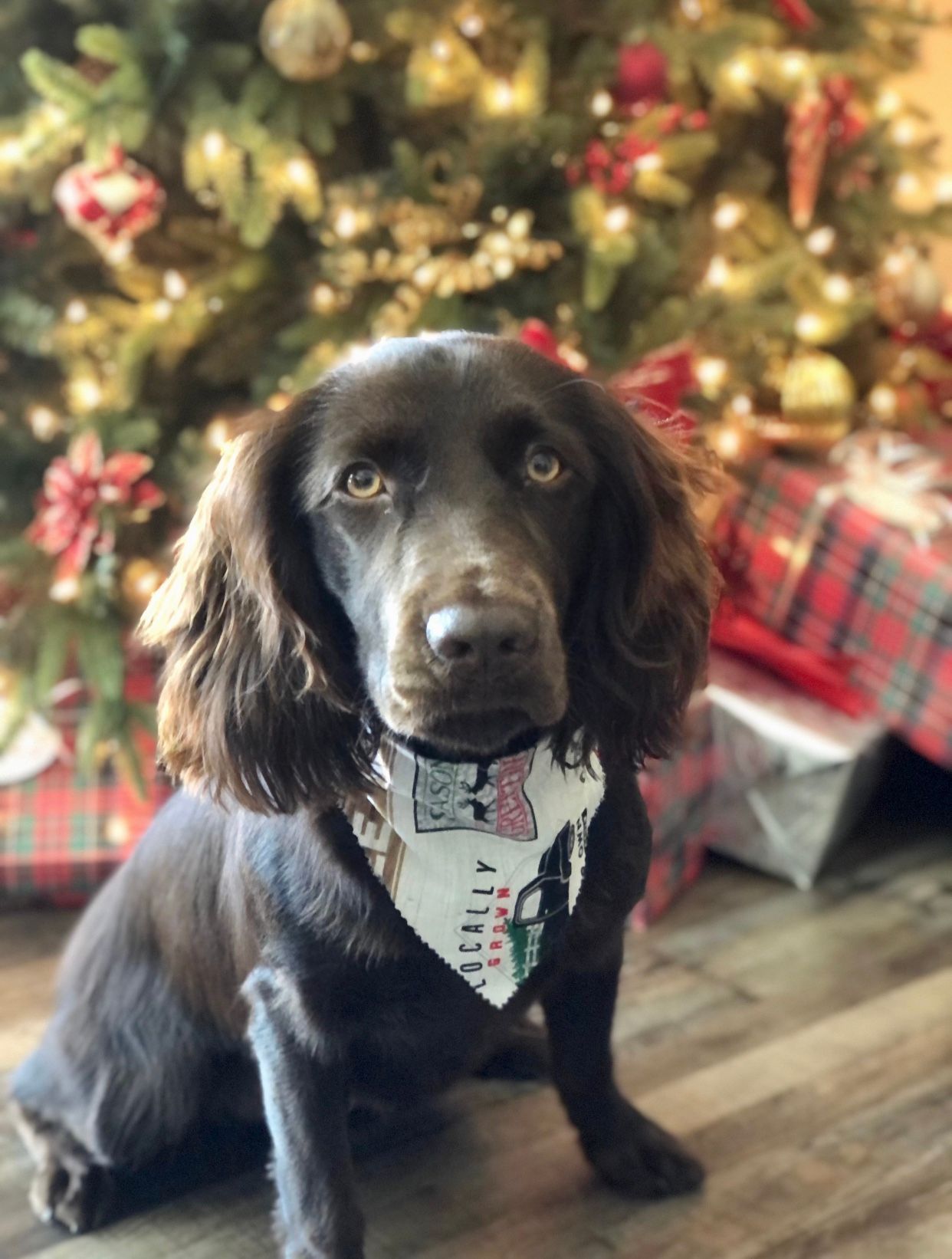 Brown dog wearing a bandana sits in front of a Christmas tree and wrapped gifts.