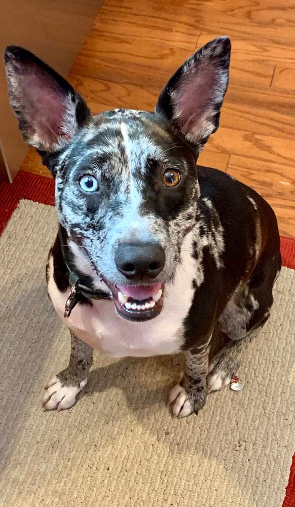 Dog with black, white, and gray spotted coat, blue and brown eyes, sitting and smiling on a rug.