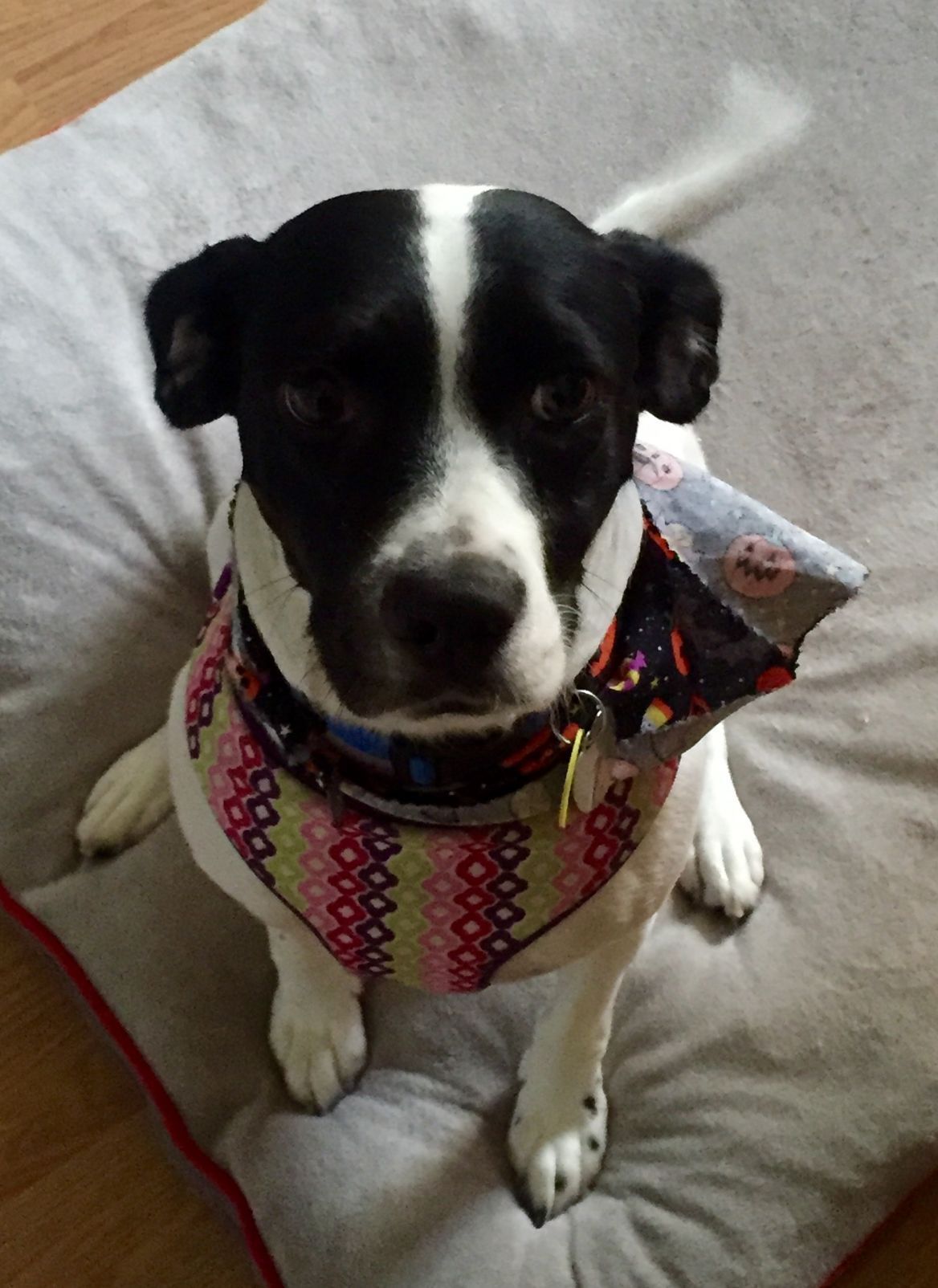 Black and white dog wearing a patterned bandana, sitting on a gray dog bed.