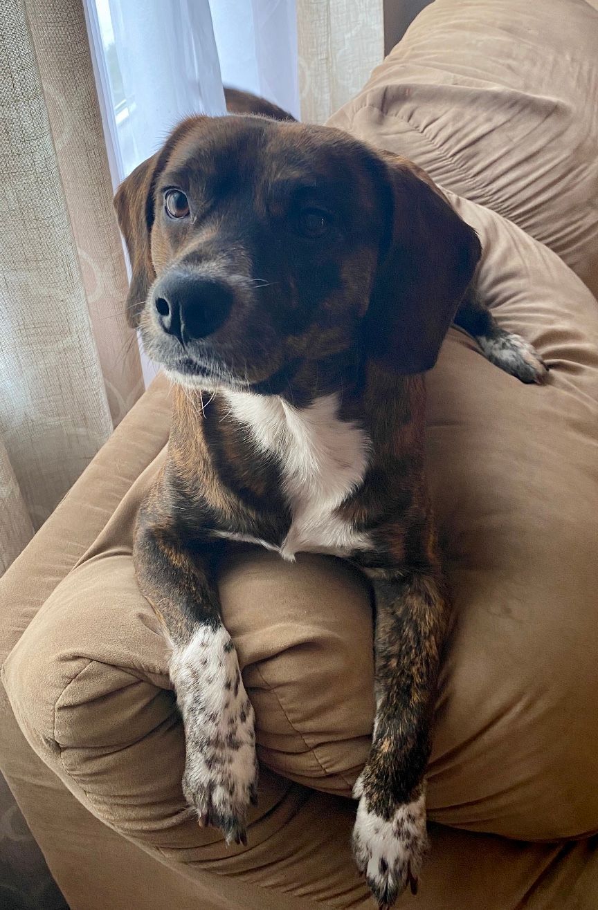 Brindle dog with white chest and paws resting on a tan couch.