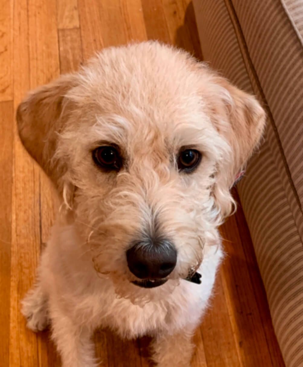 Light-colored terrier mix puppy with dark eyes looking up, sitting on a wood floor.
