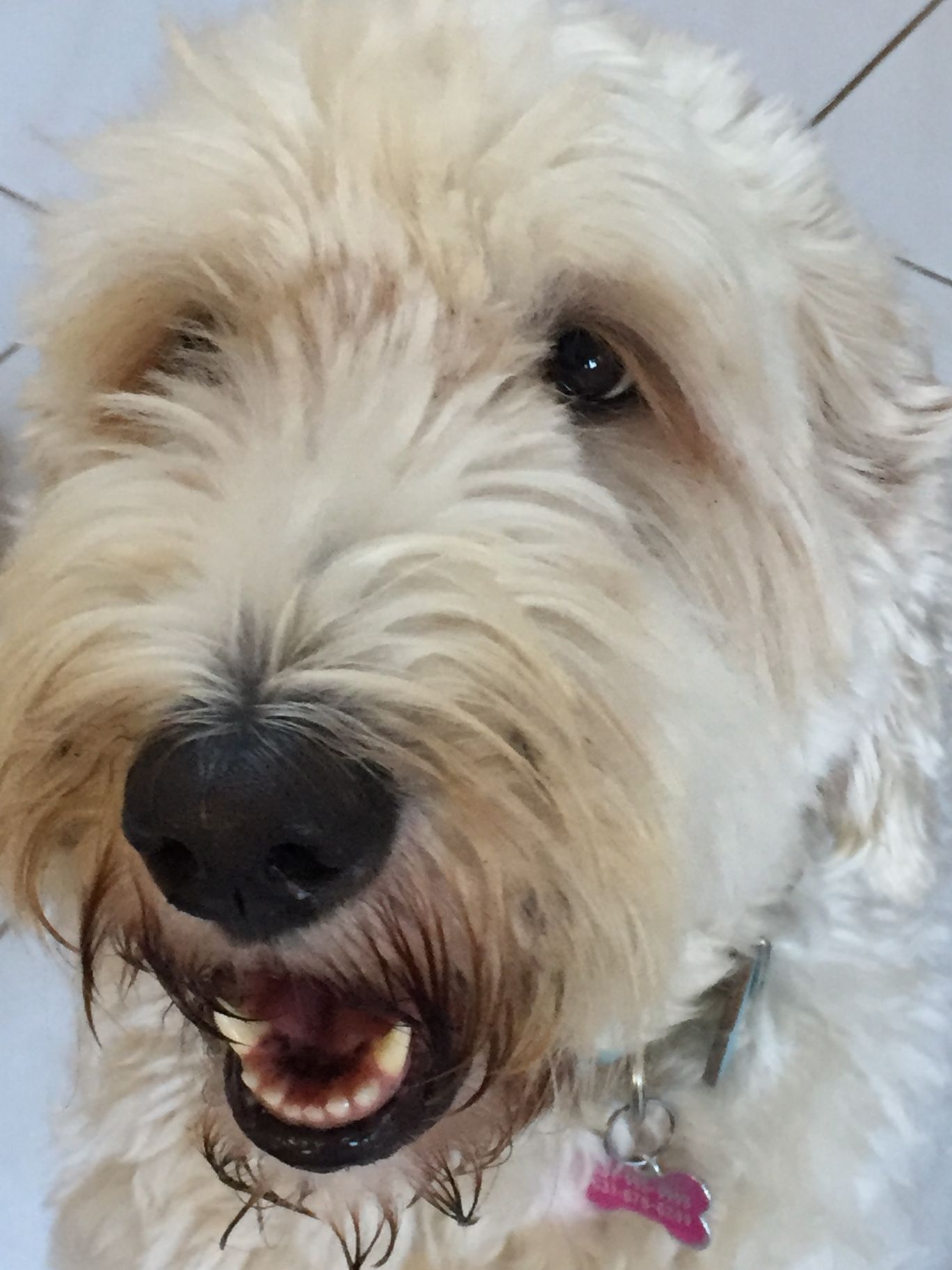 Fluffy, cream-colored dog with open mouth, black nose, and pink collar tag.