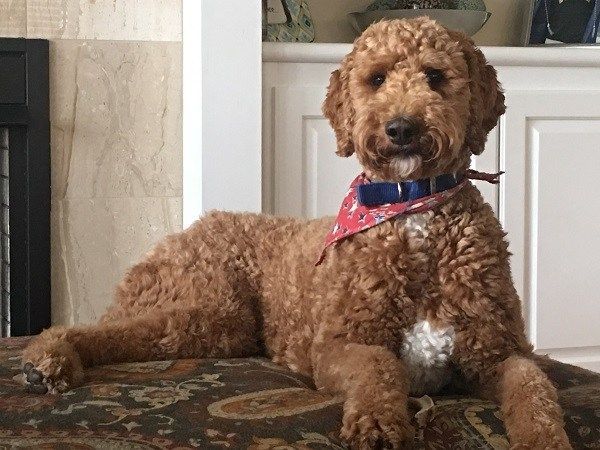 Golden-brown Goldendoodle dog with curly fur, bandana, and white chest patch lounging indoors.