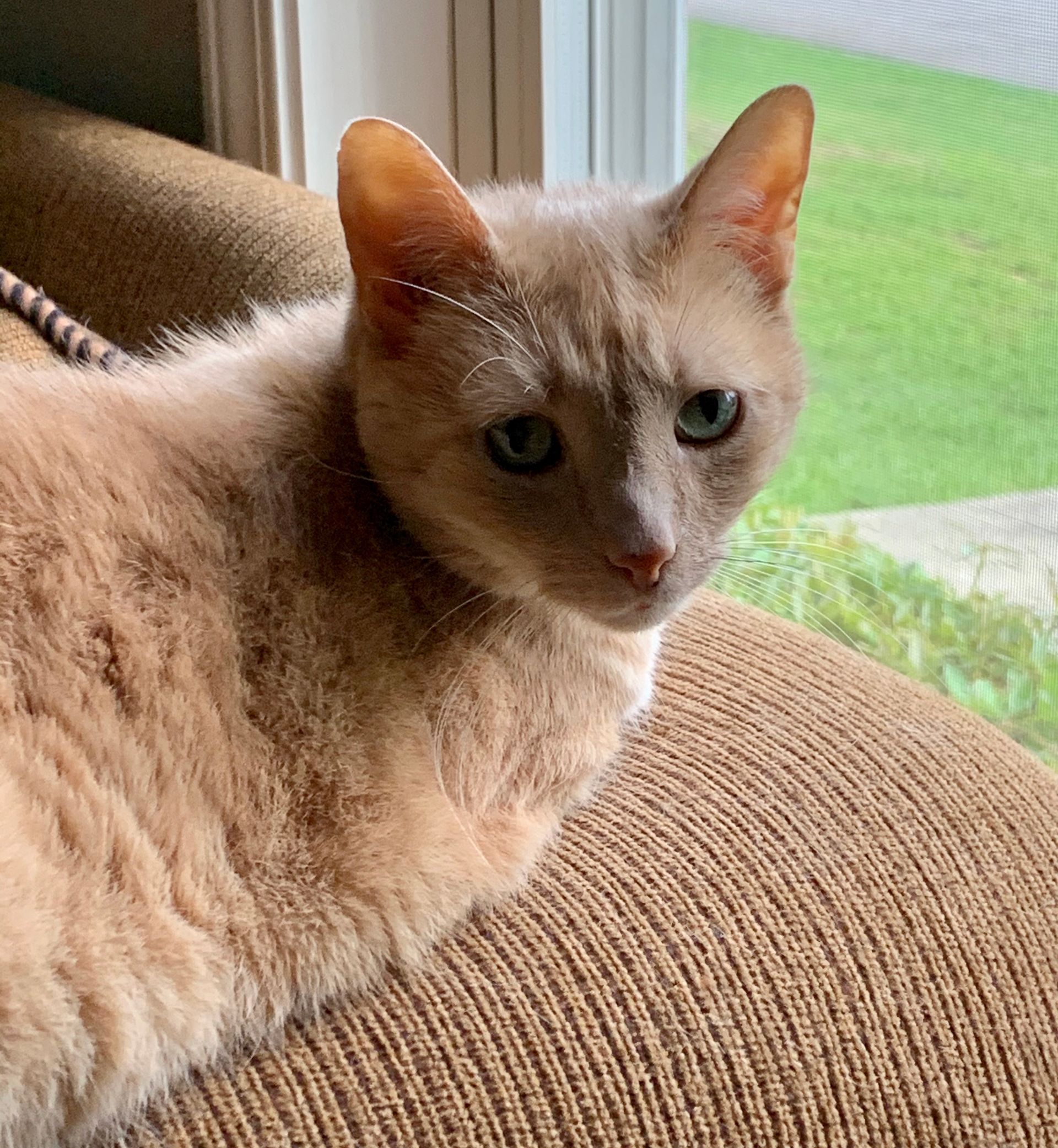 A tan cat with light blue eyes sits on a brown couch near a window.