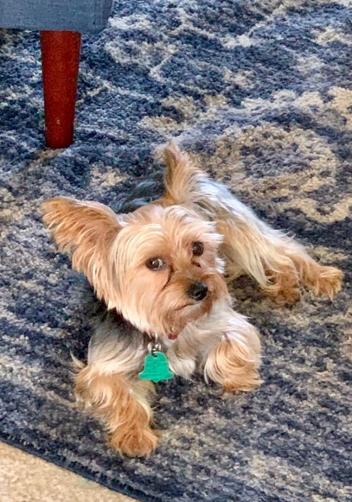 Yorkshire Terrier dog lying on a blue patterned rug, looking towards the viewer.