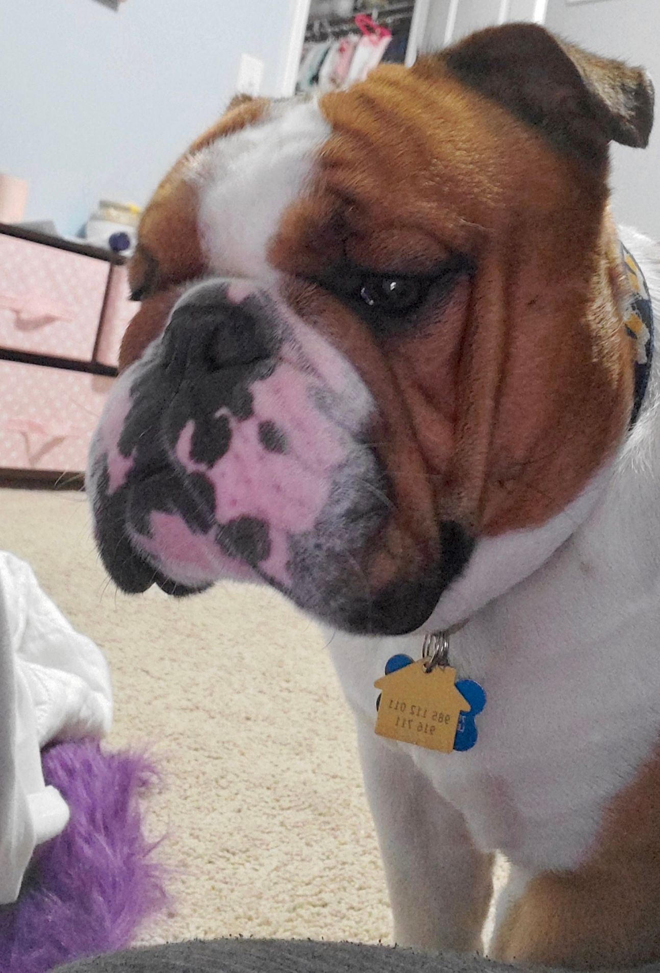 English bulldog with white, brown, and pink markings, looking down, with a sad expression.