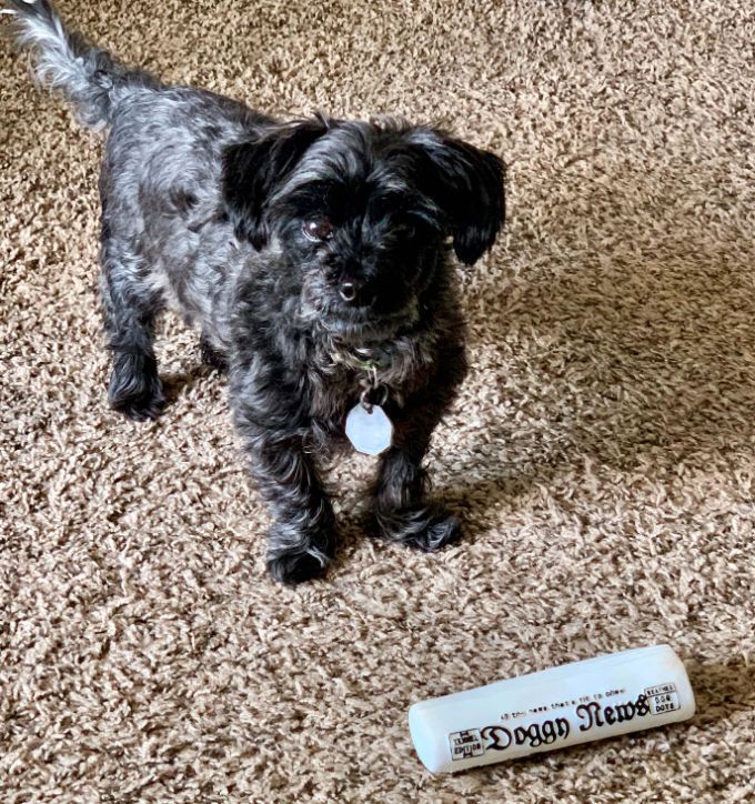 Black dog with silver highlights stands on tan carpet near a white object that says 