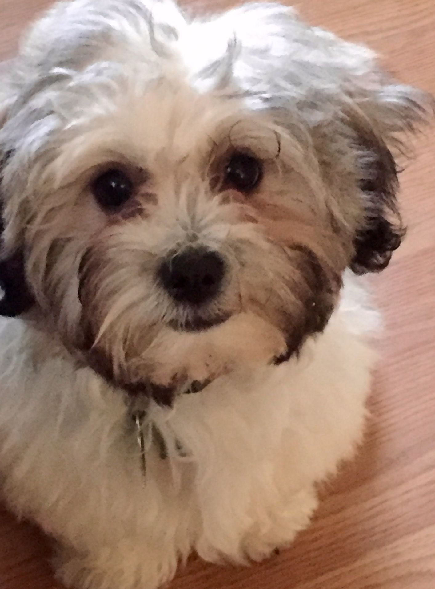 Fluffy white and brown dog with dark eyes, looking at the camera, sitting on a wood floor.