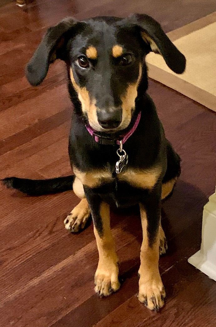 Black and tan dog sits, looking forward, with a pink collar, indoors.