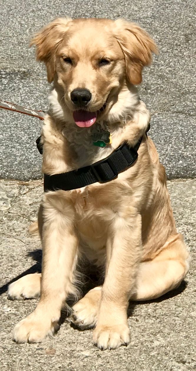 Golden retriever puppy sitting outside on concrete.