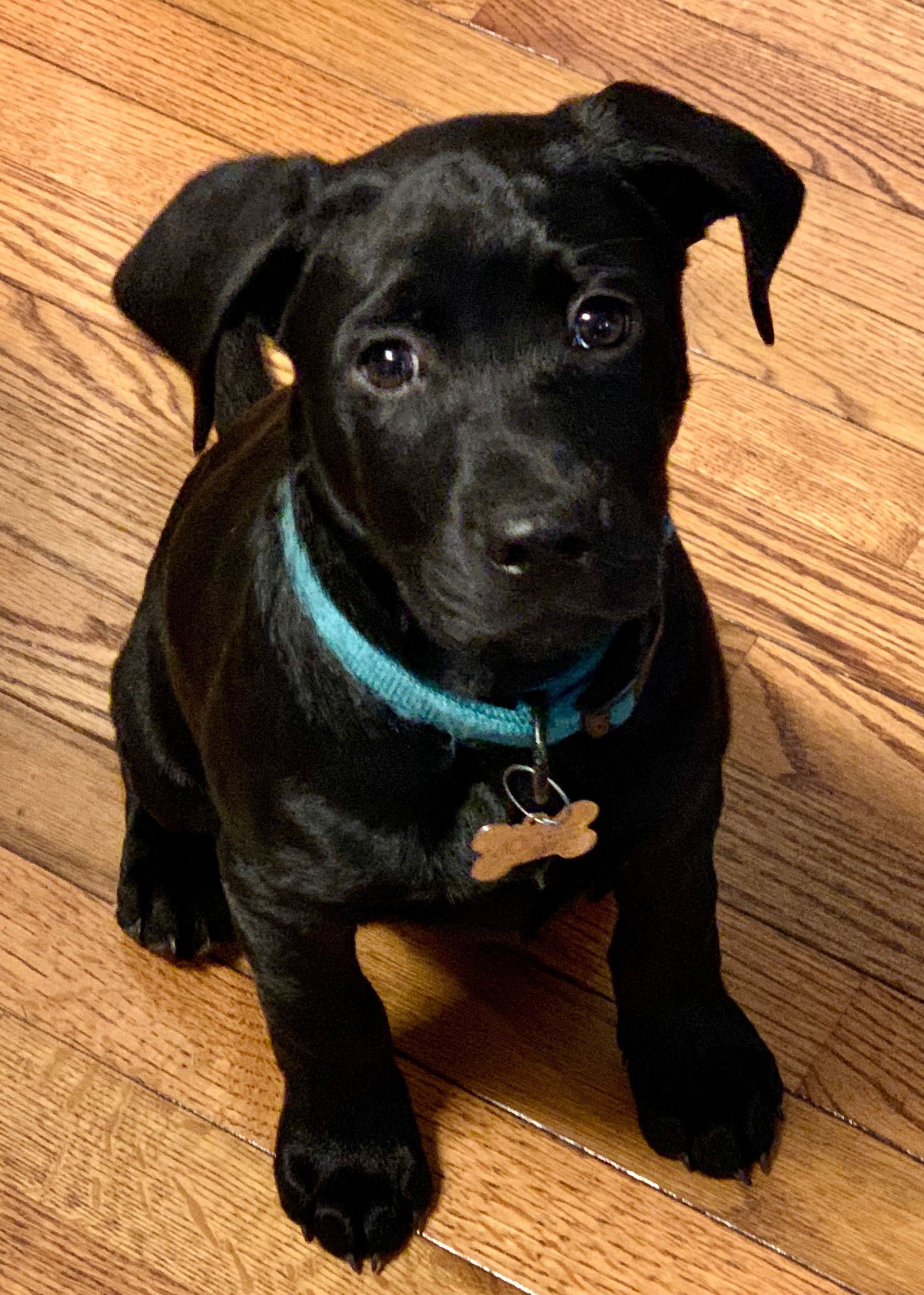 Black puppy with a blue collar sits on wooden floor, looking at the viewer.
