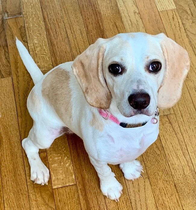 Beagle puppy with white and tan fur sitting on a wooden floor, wearing a pink collar.