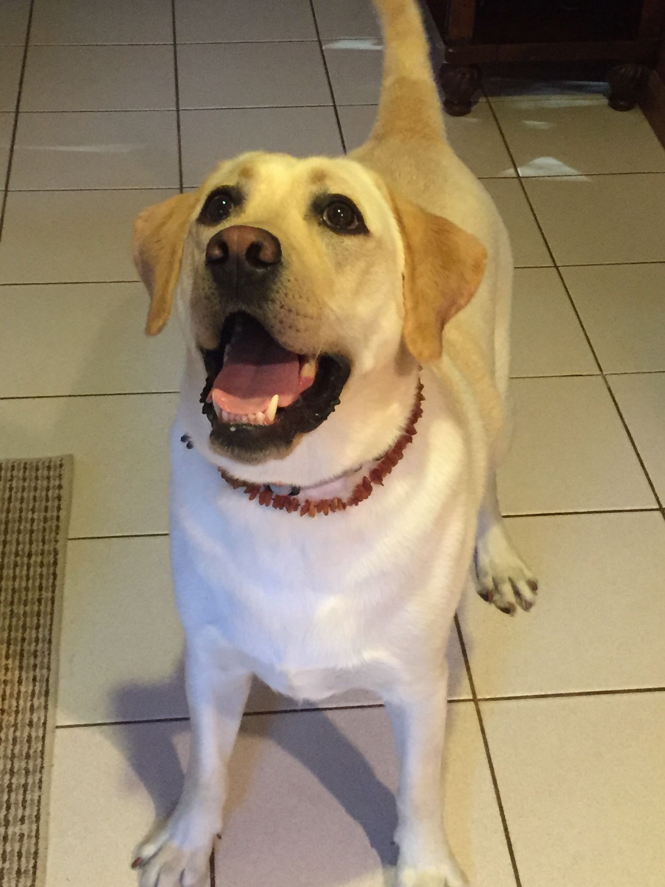 Yellow Labrador Retriever, indoors, looking up with open mouth, wearing a red collar.