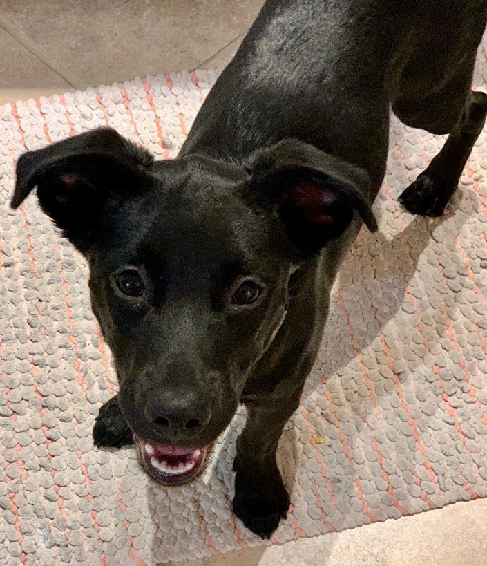 Black dog, looking up with happy expression, standing on a textured rug.
