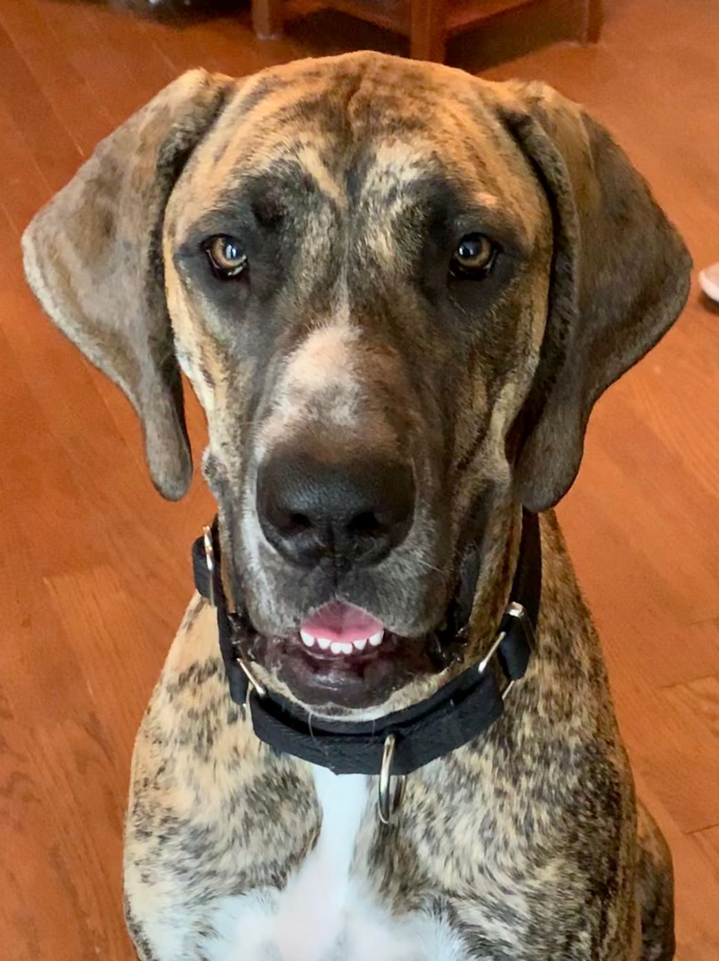 Brindle Great Dane with floppy ears and open mouth wearing a black collar, indoors.