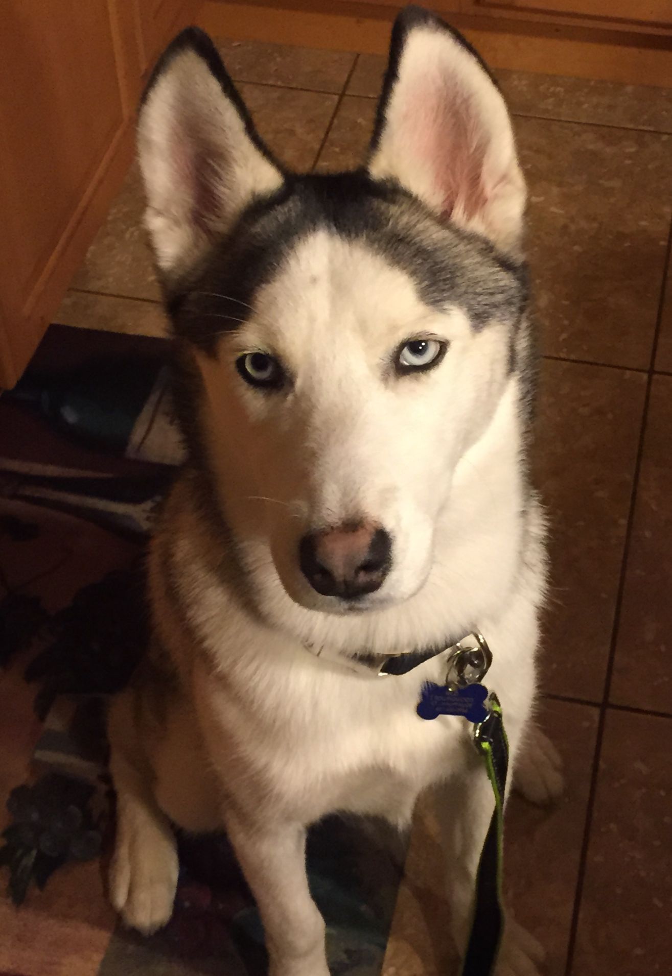 Siberian Husky with piercing blue eyes, sitting attentively, waiting with a leash.