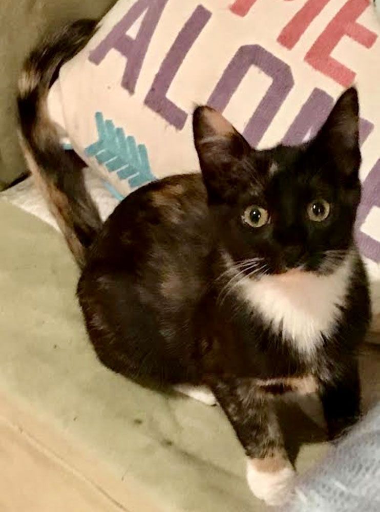 Tortoiseshell cat with white chest and paws, looking intently with open eyes.