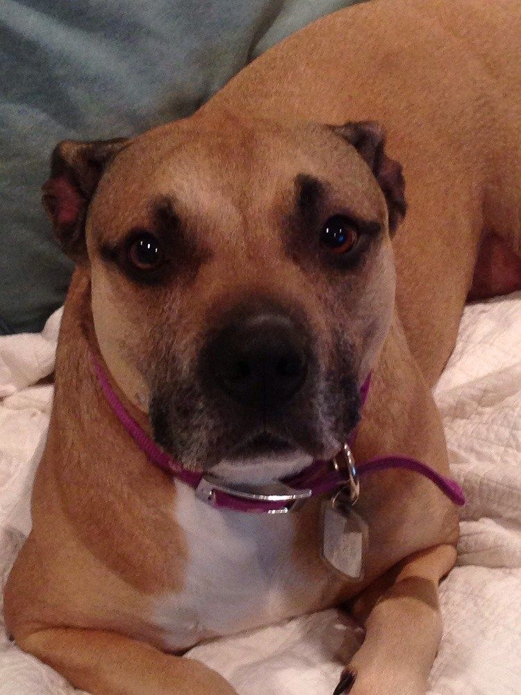 Tan dog with a white chest wearing a purple collar, looking directly at the camera with a slightly sad expression.