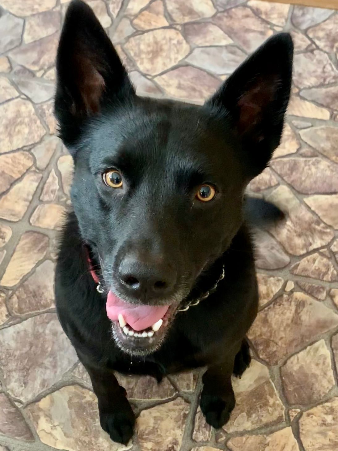 Black dog with upright ears, looking up, tongue out, on a tiled floor.