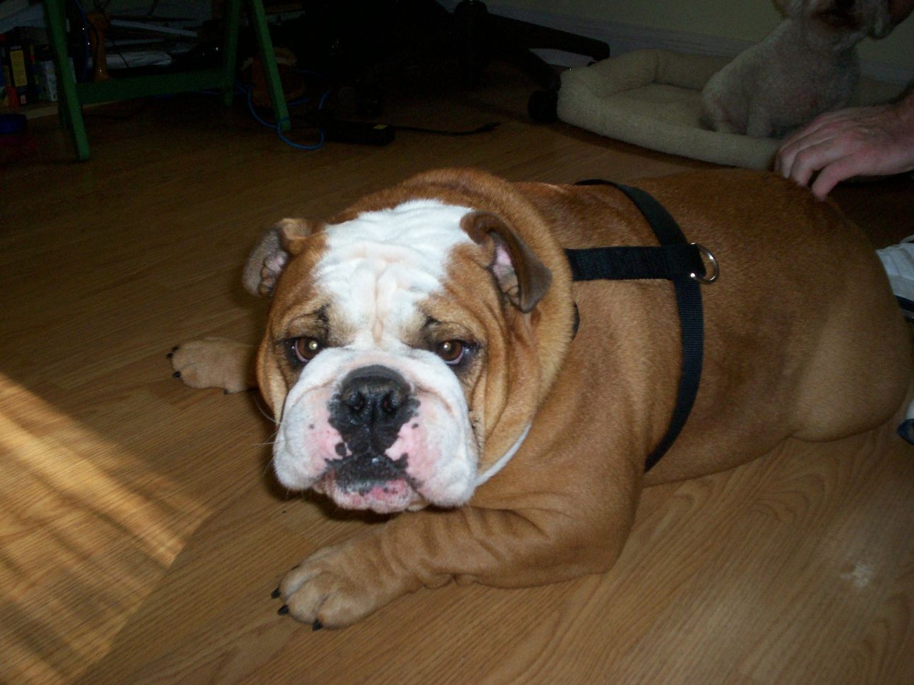 Brown and white English bulldog wearing a black harness, lying on a wooden floor.