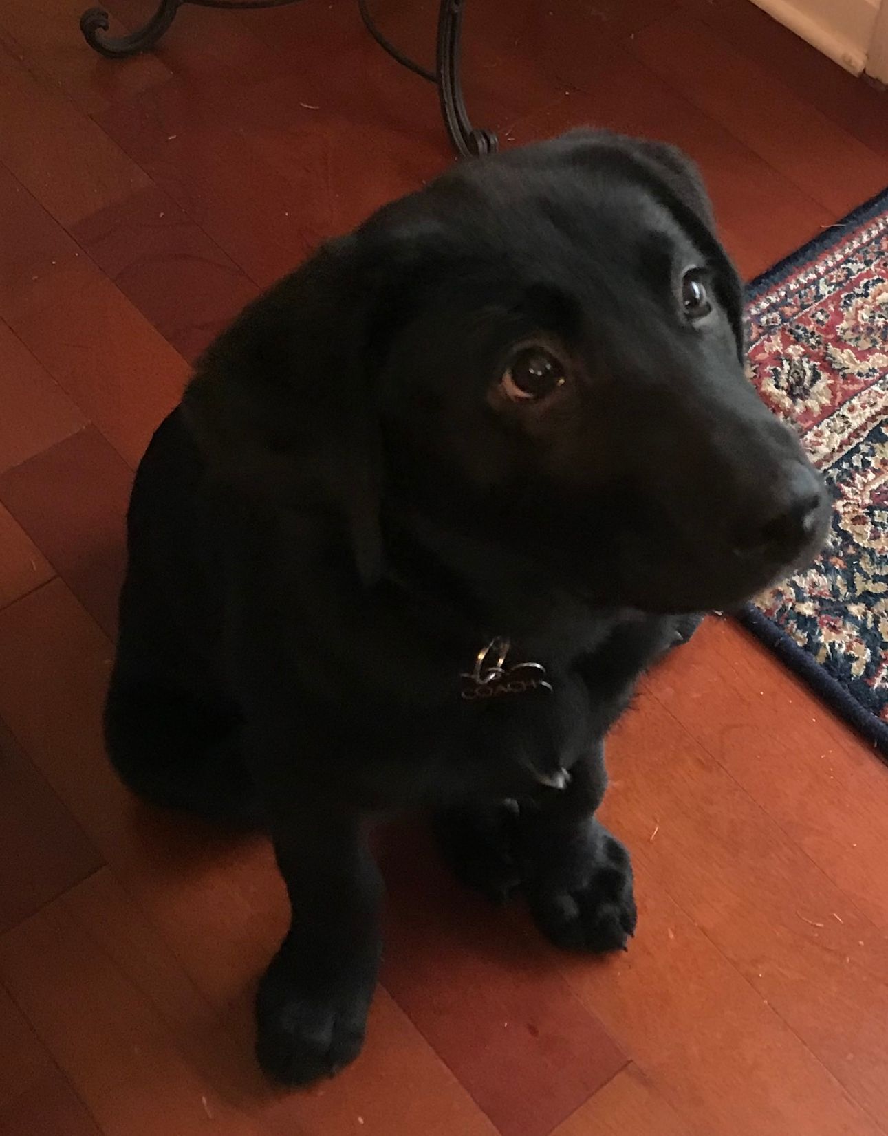 Black Labrador puppy sitting on hardwood floor, looking upwards with a hopeful expression.