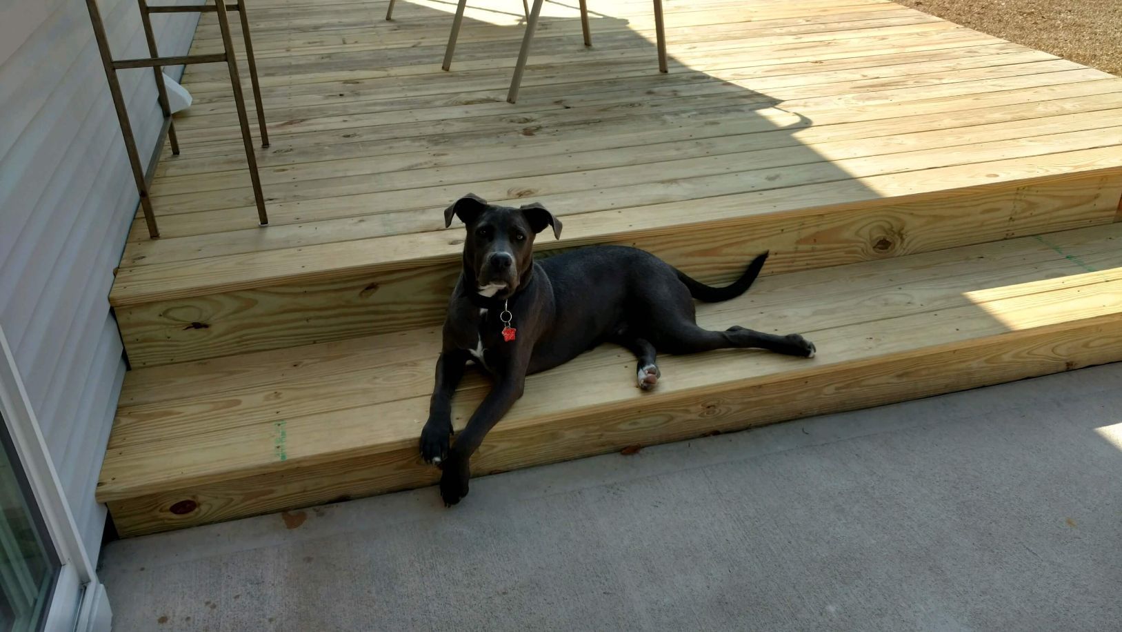 Black dog lounging on wooden steps on a sunny day.