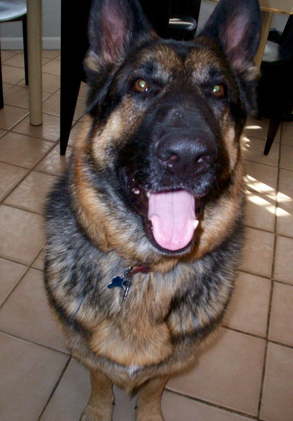 German Shepherd dog with black and tan fur, panting with pink tongue, in a room.