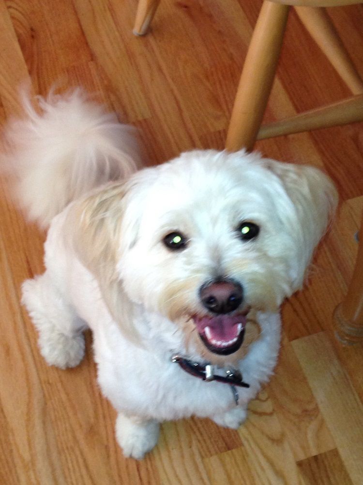 Happy small, white dog with a tan patch sits on a wooden floor, looking up with its tongue out.