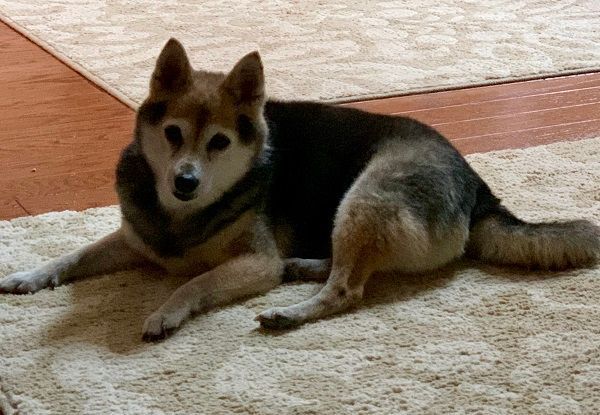 Tan and black Shiba Inu dog lying on a cream-colored rug, looking directly at the viewer.