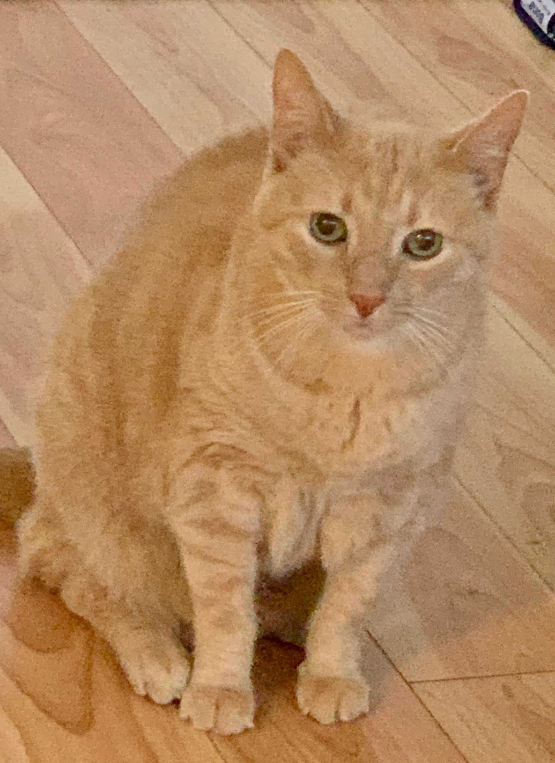 Orange tabby cat sitting on a wooden floor, looking directly at the camera.