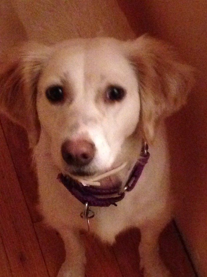 Cream-colored dog with floppy ears and a purple collar looks directly at the camera.