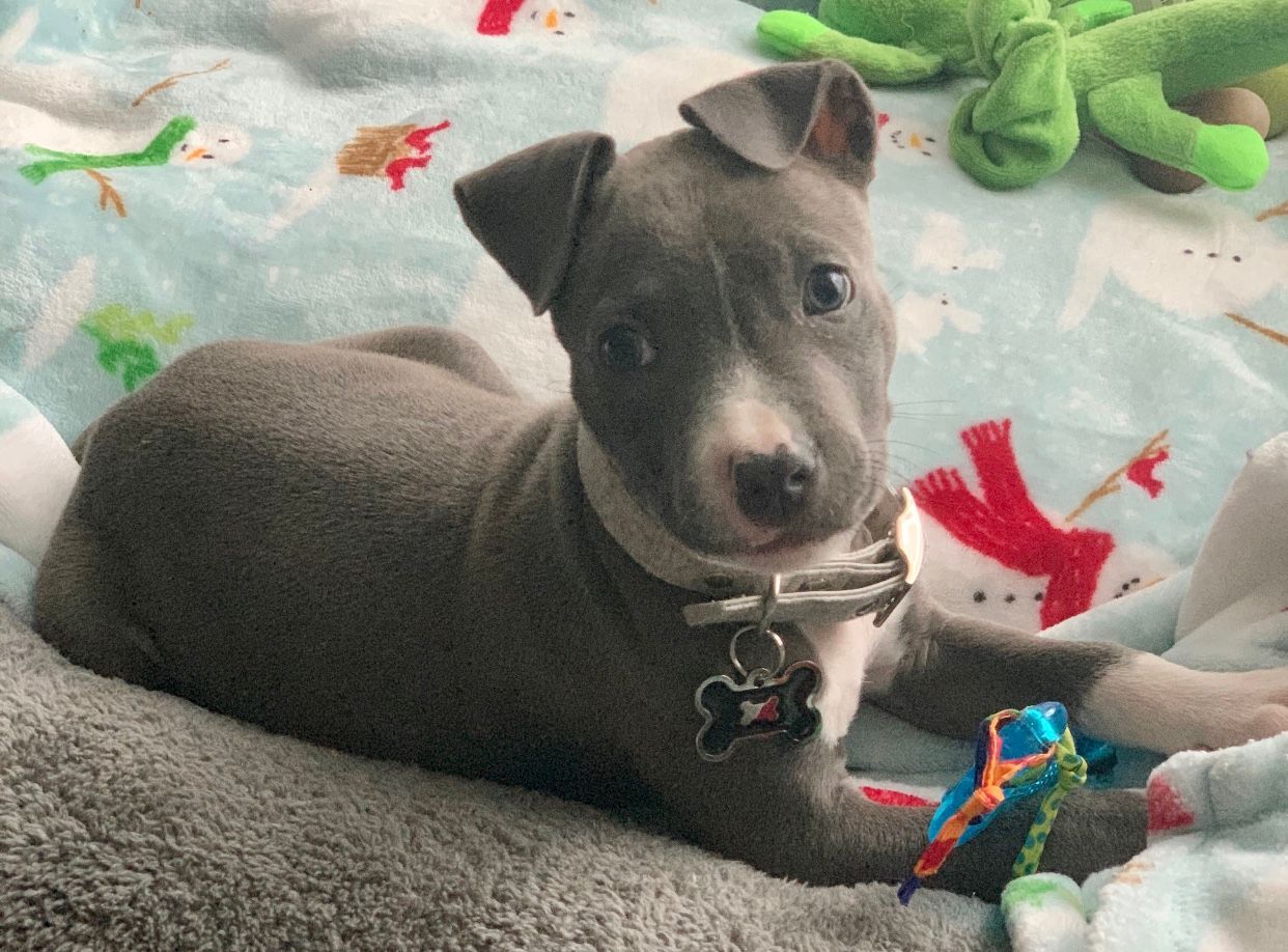Blue-gray puppy with floppy ears, white chest, and a collar lying on a blanket.
