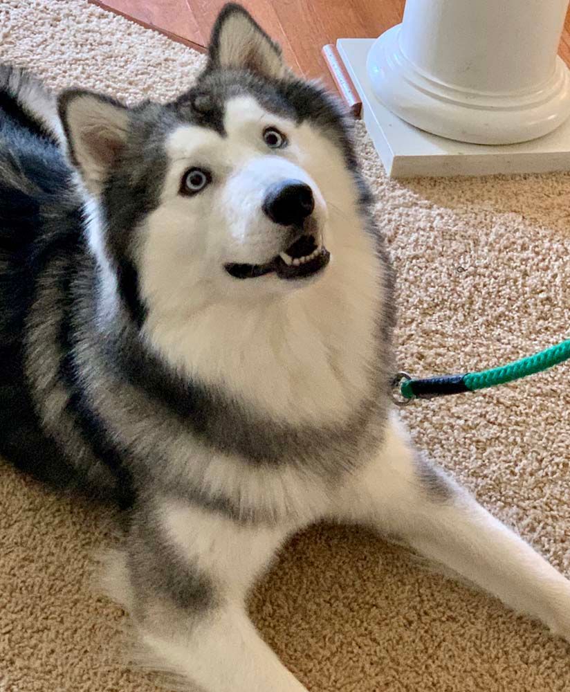 Husky dog with blue eyes, on a carpet, wearing a leash, looking up with a slight open mouth.