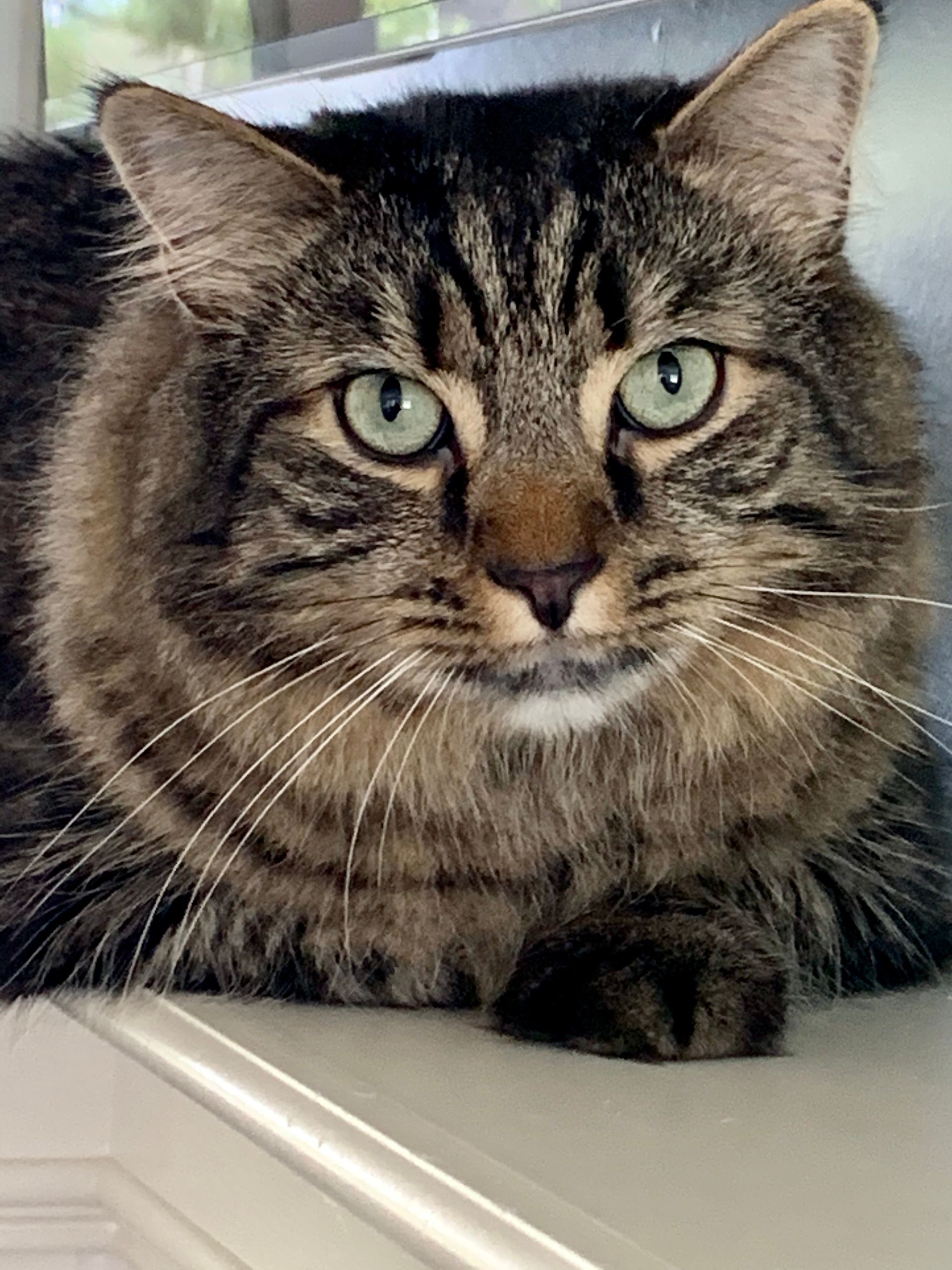 A tabby cat with green eyes looking forward; brown fur, sitting on a white surface.