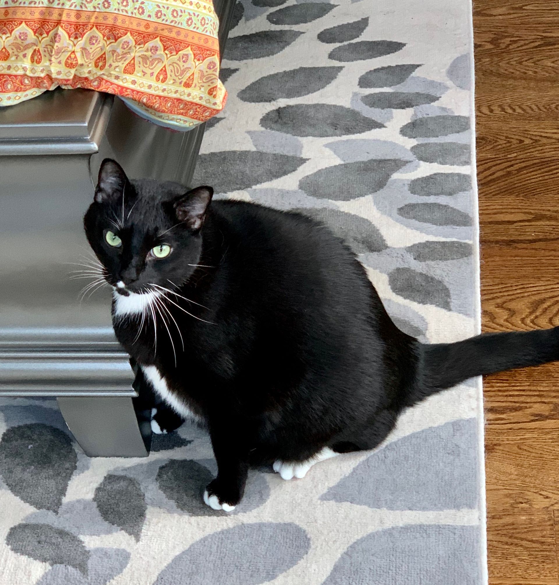 Black and white cat with green eyes sits on a patterned rug near a wooden floor.
