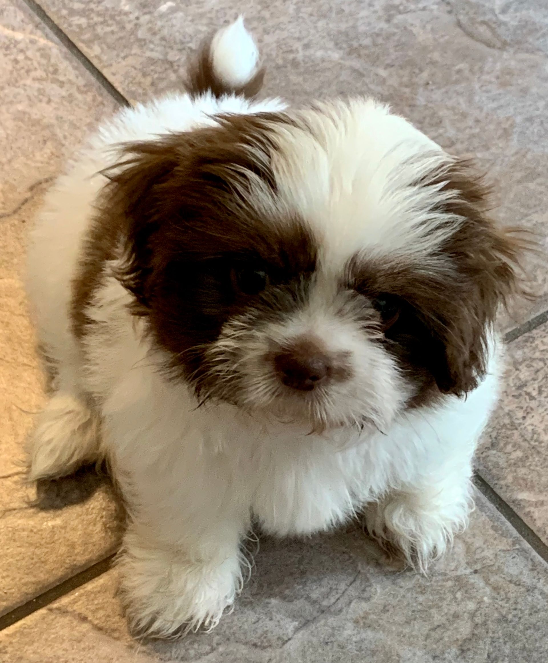 Brown and white fluffy puppy looking upwards.
