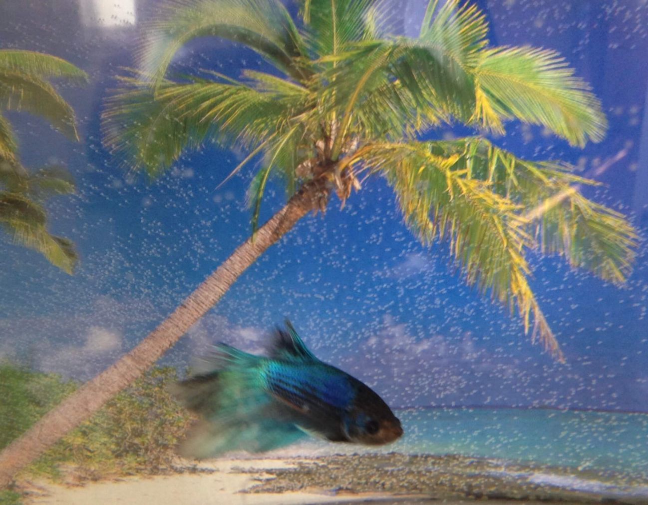 Blue and black betta fish swimming in a tank with a palm tree and tropical background.