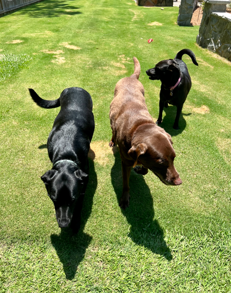 Three Labrador Retrievers on green grass, one black, one chocolate, one black, all looking toward the camera.