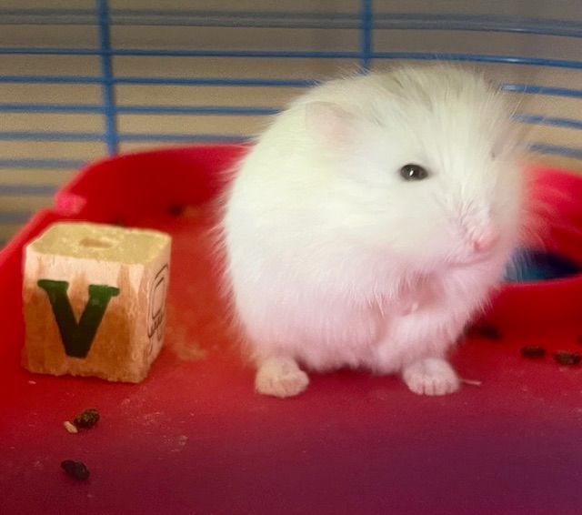 White hamster in a red dish next to a wooden block with the letter 