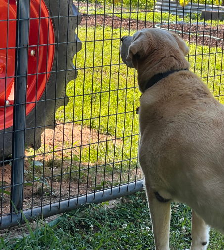 Dog looking at a tractor tire through a wire fence in a grassy area.