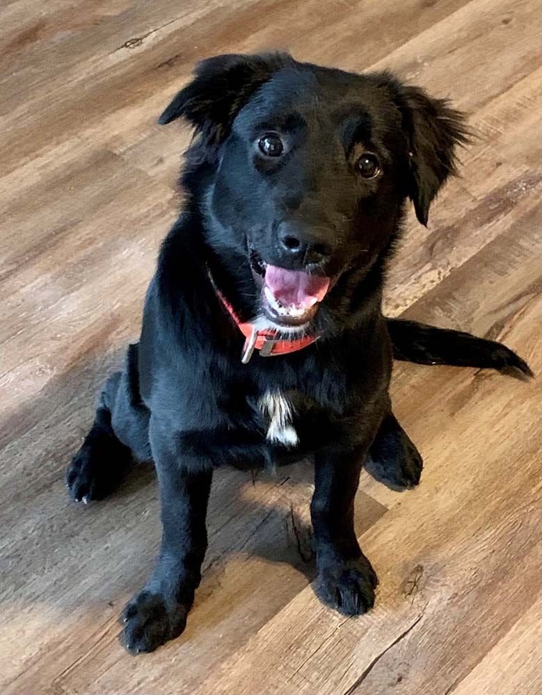 Black dog with pink tongue sits on wood floor, wearing a red collar.
