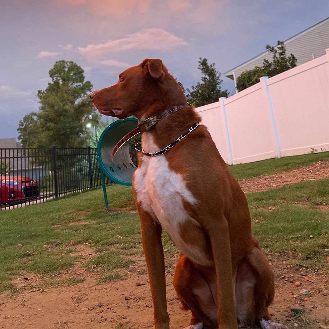 Brown and white dog sits in dog park, looking to the left with a pink and blue sky in the background.